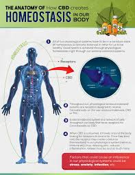 The Anatomy Of Cbd And Homeostasis Cbd Medical Knowledge Our Body