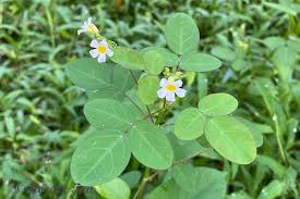 Image result for Oxalis barrelieri