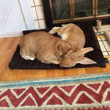 Image result for flemish giant rabbits