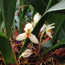 Image result for Polystachya bifida