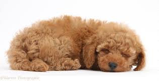 It's always exciting adding a new member to the family. Dog Two Cute Sleepy Red Toy Poodle Puppy Photo Wp39635