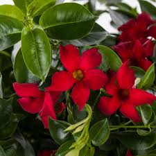 Image result for dipladenie hybrida rio obrázek