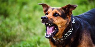 Image result for Dog Bite