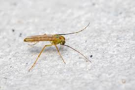 8 different types of gnats