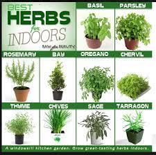 You Can Also Grow Chives In A Cup With Water On Your Window Sill I Had Some That Got A Bit Wilted Growing Herbs Indoors Best Herbs To Grow Indoor Herb