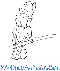 Draw a line, horizontally near the top of the vertical line. How To Draw An Umbrella Cockatoo