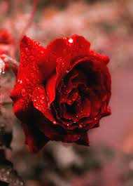 Hd rose wallpaper for android mobile. Rose Full Hd Wallpapers Top Free Rose Full Hd Backgrounds Wallpaperaccess