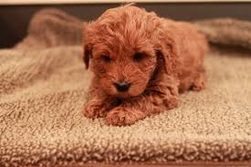 Teacup goldendoodle puppies for sale teacup goldendoodle puppies are a beautiful combination of the gentle & happy golden retriever as well as the hypoallergenic coat of the poodle. Goldendoodle Breeder Ny Goldendoodle Puppies Ny Mini Sheepadoodle Puppies Doodles By River Valley Doodle Puppies River Valley Goldendoodles Puppy Breeder In Ny Near Pa Near Nyc