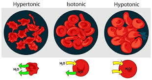 Embedded in the phospholipid bilayer are _ that also aid in diffusion and in cell recognition. Tonicity Definition And Quiz Biology Dictionary