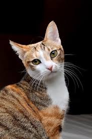 your daily dose of cattitude animals cats daily dose