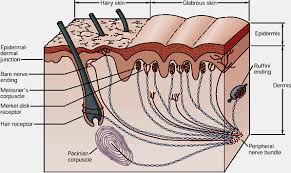 Safety and efficacy study according to morphological considerations and spatial orientations Science Of Massage Institute Science Of Palpation Part I
