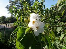 We did not find results for: White Geiger Cordia Boissieri Naples Florida