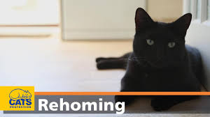 To facilitate social distancing, we offer adoptions by appointment at our adoption partner. Adopt A Cat Find A Cat To Adopt Cats Protection