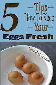 5 Tips On How To Keep Your Eggs Fresh Chickens Backyard Fresh Eggs Fresh Chicken