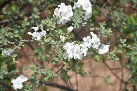 Image result for Cordia