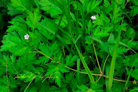 Image result for Geranium mlanjense