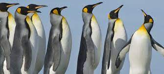 Pinguin was known to the kriegsmarine as schiff 33, and designated hsk 5. Pinguin Duda News