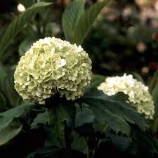 We zullen grotere sneeuwbal nodig hebben. Sneeuwbal Viburnum Opulus Roseum Directplant