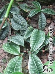 Image result for Psychotria succulenta