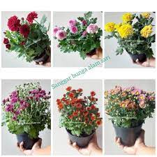 Tanaman hias bunga mawar merupakan tanaman hias yang paling sering digunakan untuk menghiasi rumah baik untuk ruangan maupun pekarangan. Tanaman Hias Hidup Bunga Krisan Aster Murah Pot Shopee Indonesia
