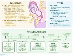 Teratogen What Is It Examples And More Osmosis