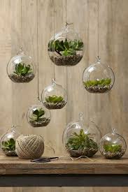 How To Create Air Plant Terrariums Guide For Beginners Terrarium Decor Plant Decor Hanging Plants Indoor