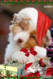 Lucilene Santos Animated Christmas Christmas Animals Christmas Cats