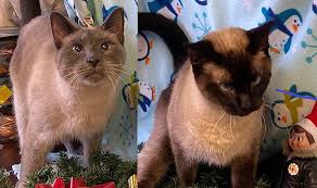 Get a ragdoll, bengal, siamese and more on long hair siamese cross. Zac Zoe 3 Year Old Siamese Cats Pets Of The Week