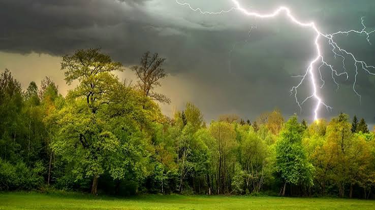 Tree Struck By Lightning? Broken, Damage, How To Save, Limb Removal