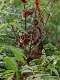 Image result for Moullava