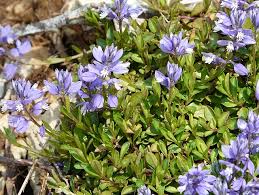 Image result for Polygala dewevrei