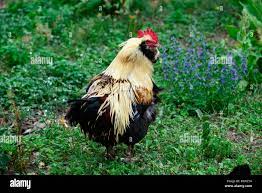 Domestic Chicken (Gallus gallus domesticus). Coxk in a feral garden.  Germany Stock Photo - Alamy