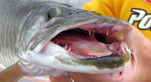 Edmund sixtus ed muskie (/munsupported inputskiː/; Last Gasp Muskies In Kentucky