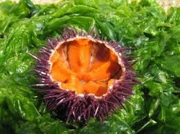 Un Delice Des Dieux La Suavite Des Tranches De Corail Qui Fondent Dans La Bouche Un Peu Sale Un Peu Sucre Just Oursin Produits Du Terroir Couleur Corail