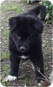 Maybe you would like to learn more about one of these? Dallas Tx Border Collie Meet Joey A Pet For Adoption