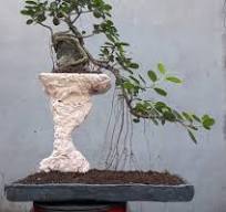 Ficus carica in my handmade pot