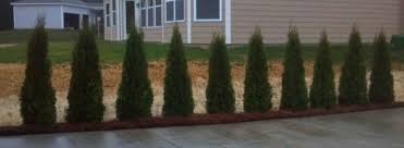 You can choose other trees for privacy, but the old adage applies; Privacy Plantings In Charlotte Nc Landscape Services