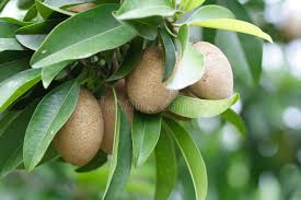 Image result for Manilkara