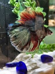 Auch wenn der kauf erst im juni ist, wird man bestens. My Grand Daughter S Double Tail Betta Beautiful Betta Fish Betta Siamese Fighting Fish