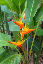 Le Jardin De Balata Un Mois De Mai 2 Fleurs Martinique Fleurs Guadeloupe Fleurs Tropicales