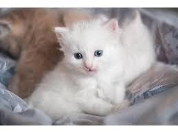 Please visit our website for more information www.siberiankittensmn.com. Rare Siberian Kittens With Pedigree Dubai Dubai Classifieds