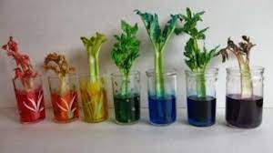 Experiment with rainbow colored flowers & celery. Rainbow Celery Experiment Crafts For Kids Pbs Kids For Parents