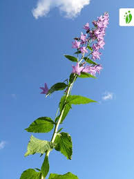 We did not find results for: Creeping Bellflower Campanula Rapunculoides Flowers Naturegate