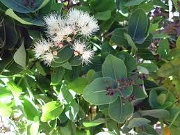 Image result for Syzygium cordatum
