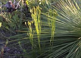 Image result for Schizaea