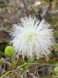 Image result for Calliandra haematocephala