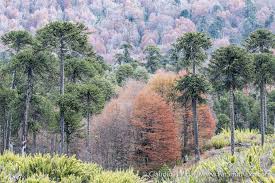 Image result for Araucariaceae