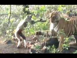 We did not find results for: Monkey And Tiger Funny Fight Ranthambore Tiger Reserve Exclusive Video Youtube