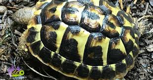 Cb is the best gecko breeders near me. Western Hermann S Tortoise Hermann Tortoise Tortoise Care Baby Tortoise