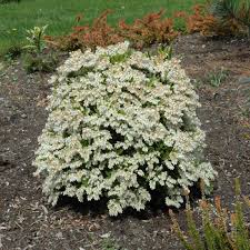 Image result for Stolzia heiligenthalii